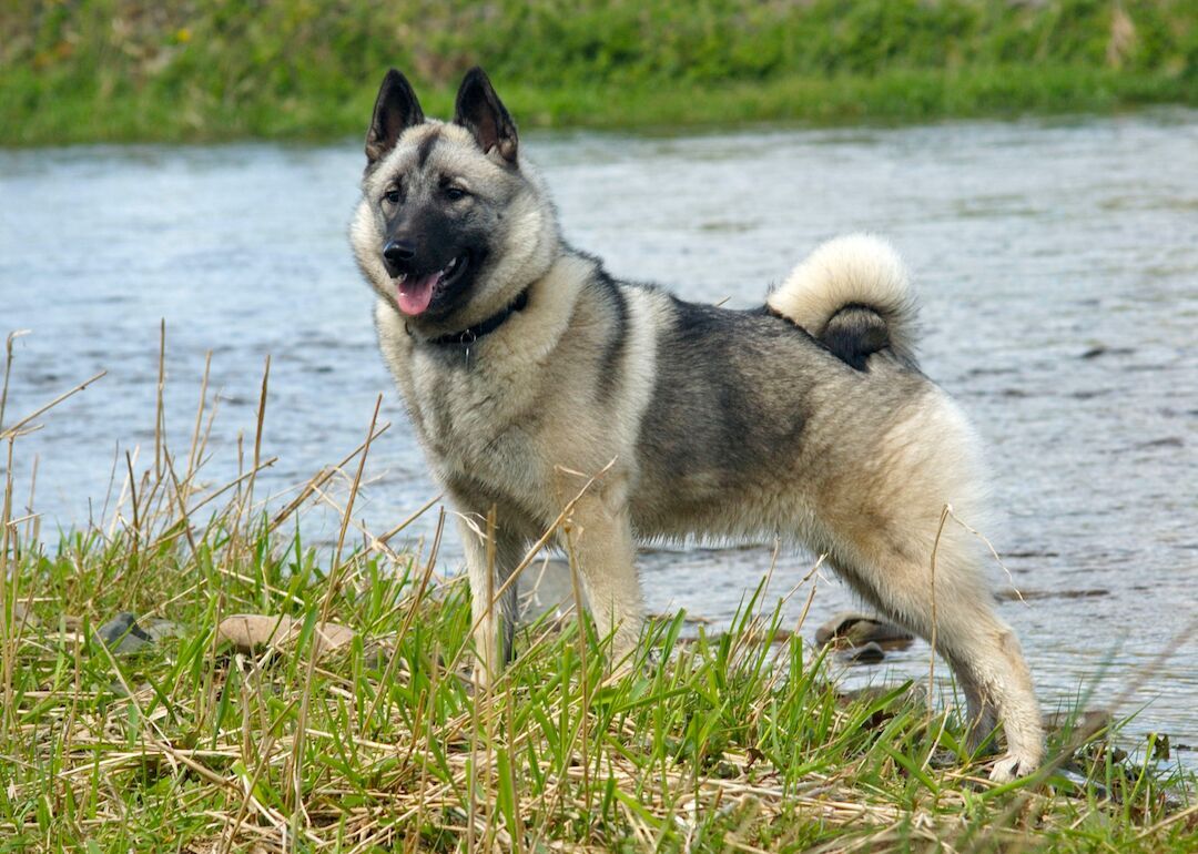 #25. Norwegian elkhounds